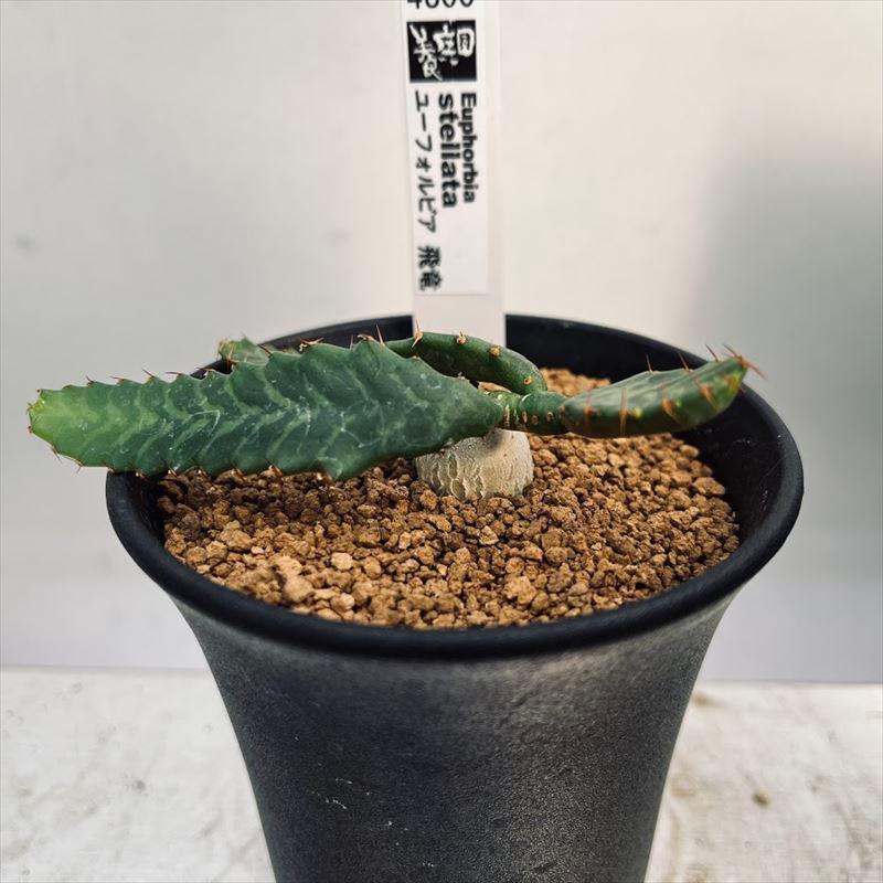 ユーフォルビア　ステラータ　飛竜　3株セット ユーフォルビア ステラータ 飛竜 3株セット