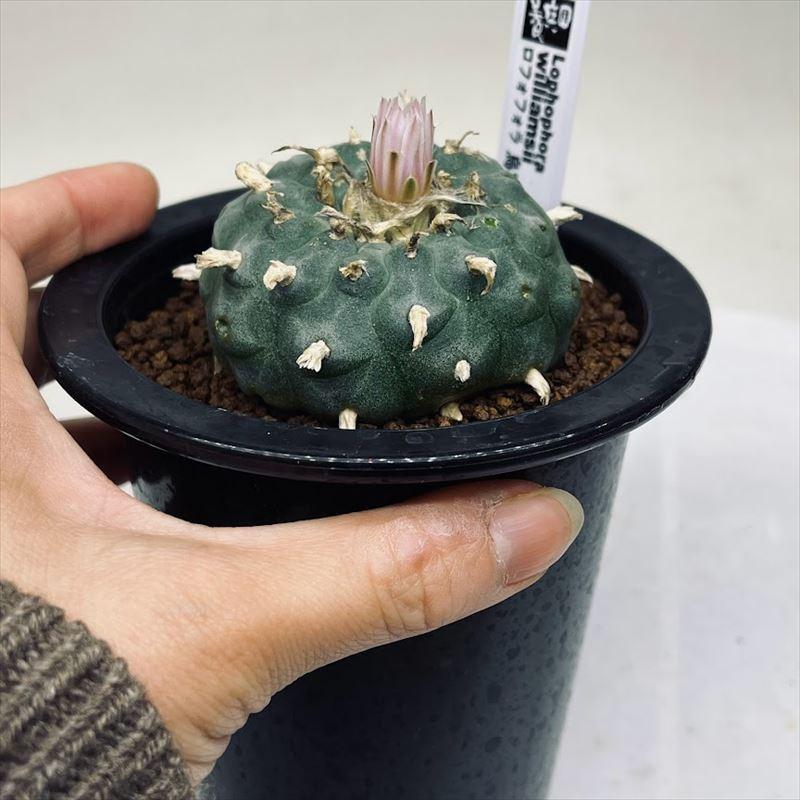 サボテン：ロフォフォラ 烏羽玉*幅6cm 現品！一品限り : 遊恵盆栽