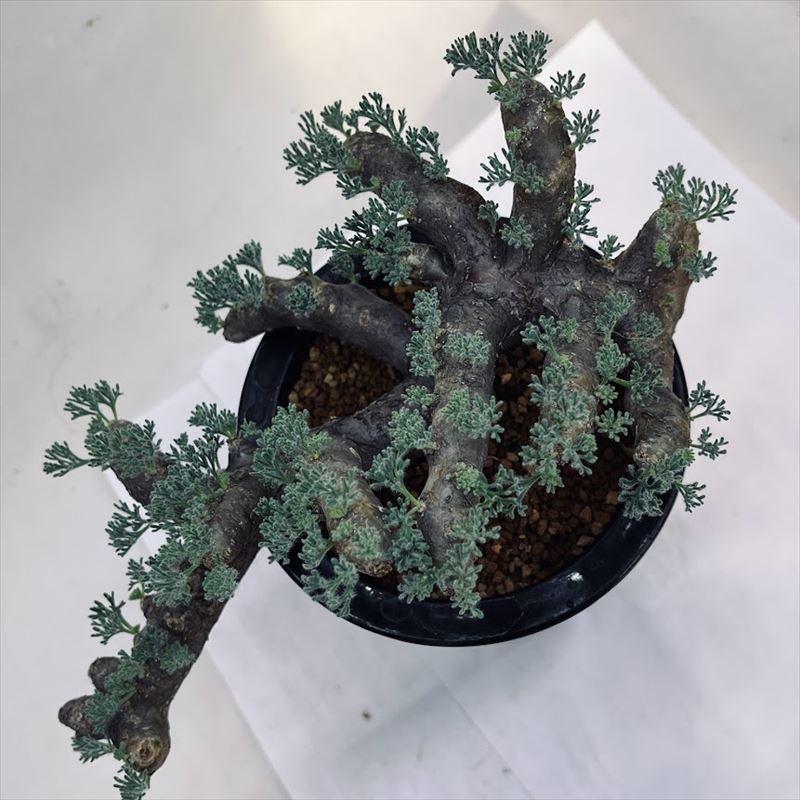 コーデックス：サルコカウロン ムルチフィズム*幅20cm 現品！一品