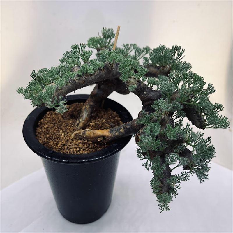 美形　特大　選抜　サルコカウロン　クラシカウレ　塊根　コーデックス 美形 特大 選抜 サルコカウロン クラシカウレ 塊根 コーデックス