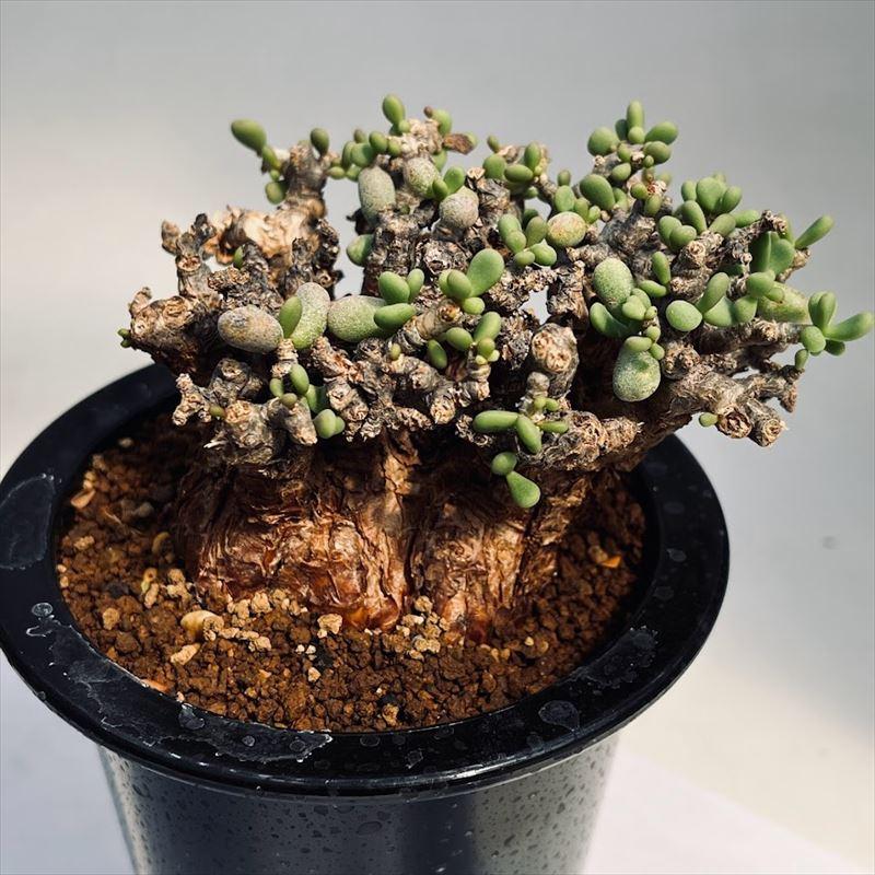 コーデックス：ケラリア ピグマエア 大株*幅11cm 現品！一品