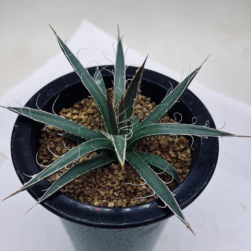 多肉植物:アガベ 姫乱れ雪*幅12cm : 遊恵盆栽 Yahoo!店 多肉植物:アガベ 姫乱れ雪*幅12cm : 遊恵盆栽 Yahoo!店