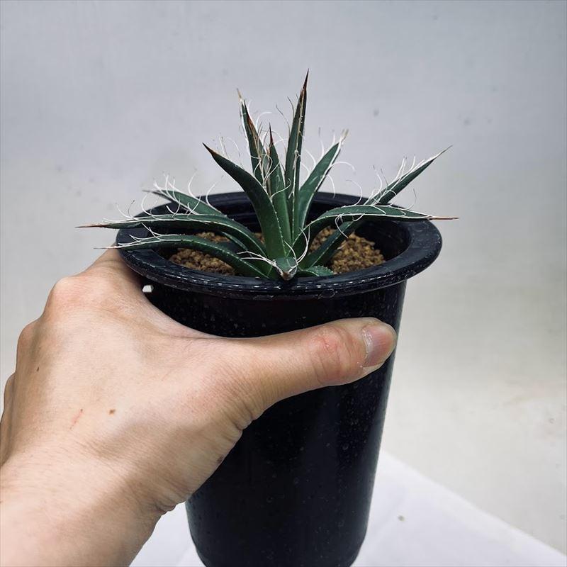 多肉植物:アガベ 姫乱れ雪*幅12cm : 遊恵盆栽 Yahoo!店 多肉植物:アガベ 姫乱れ雪*幅12cm : 遊恵盆栽 Yahoo!店