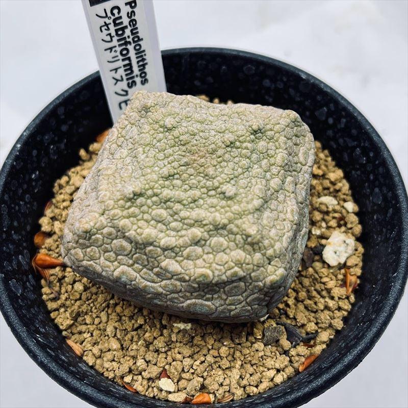 多肉植物：プセウドリトス クビフォルミス*幅5.5cm 現品！一品限り