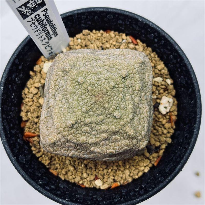 B-59 希少！ プセウドリトス クビフォルミス 鉢ごと メルカリ便発送 B