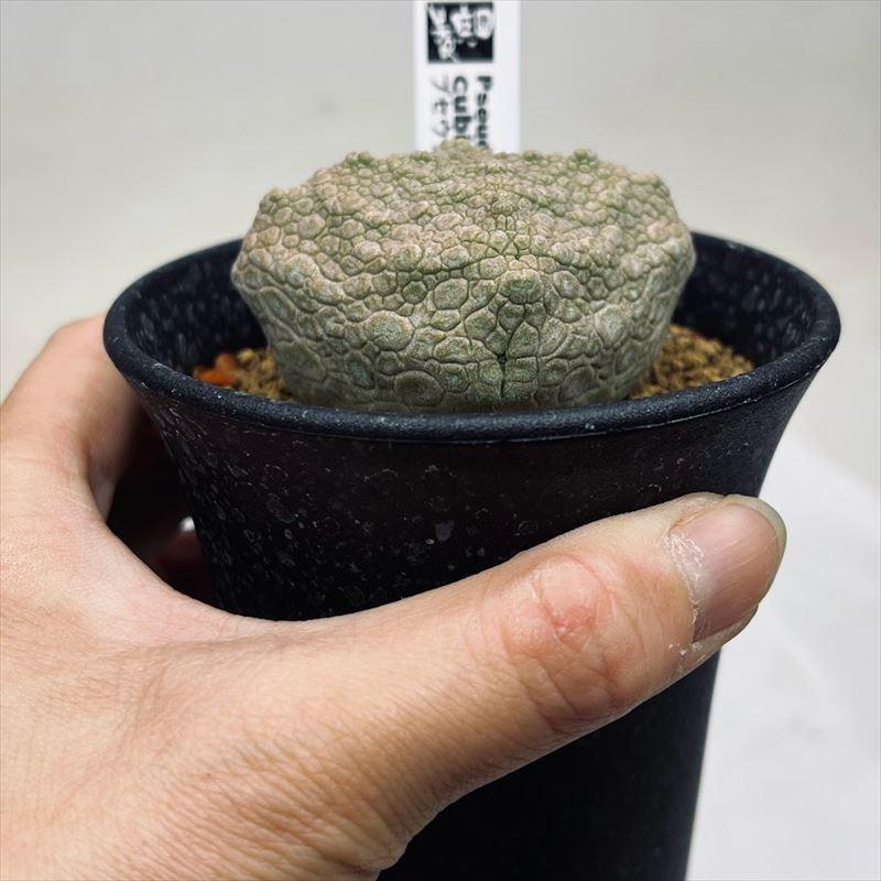 多肉植物：プセウドリトス クビフォルミス*幅5.5cm 現品！一品限り