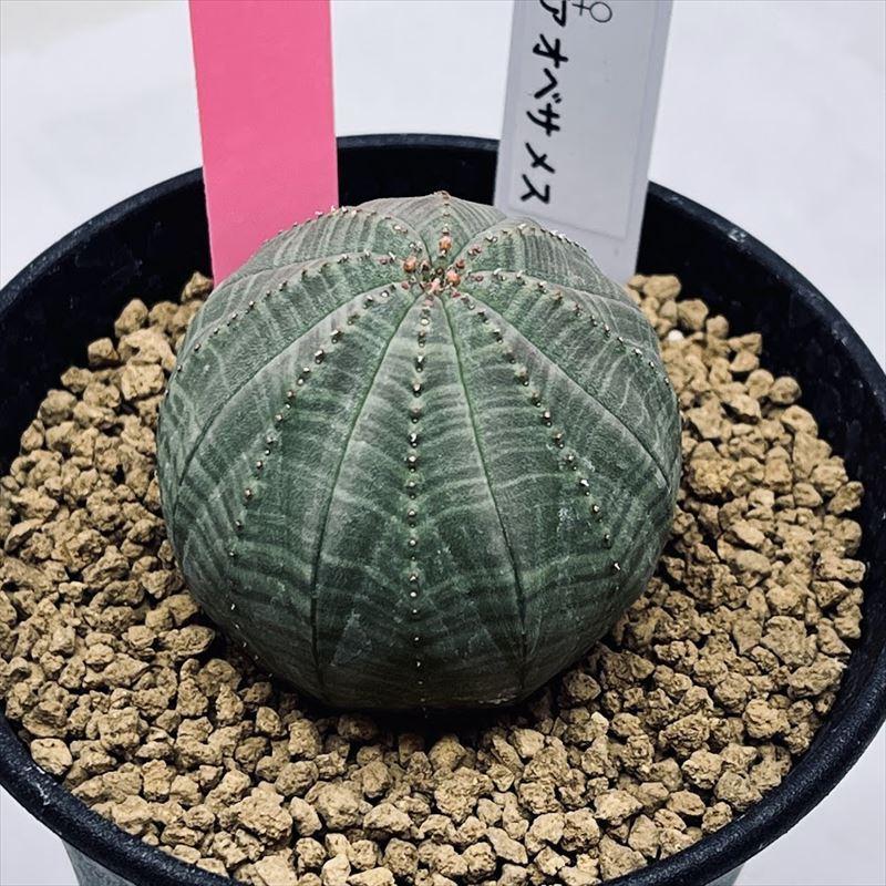多肉植物：ユーフォルビア オベサ メス*幅4cm 現品！一品限り : 遊恵