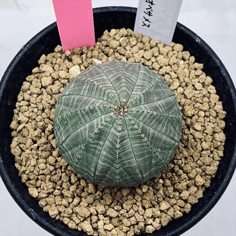 多肉植物：ユーフォルビア オベサ メス*幅4cm 現品！一品限り : 遊恵