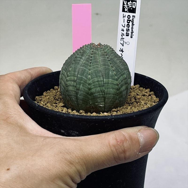 多肉植物：ユーフォルビア オベサ メス*幅4cm 現品！一品限り : 遊恵