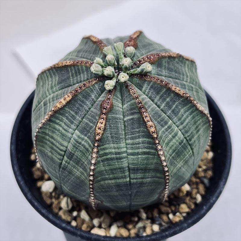 ❣️多肉植物 ユーフォルビア オベサ 大株 雄❣️ 2024年7月入荷>ユーフォルビア オベサ | Euphorbia obesa
