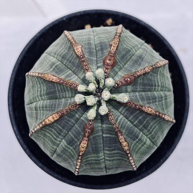 多肉植物：ユーフォルビア オベサ*幅6.5cm 現品！一品限り : 遊恵