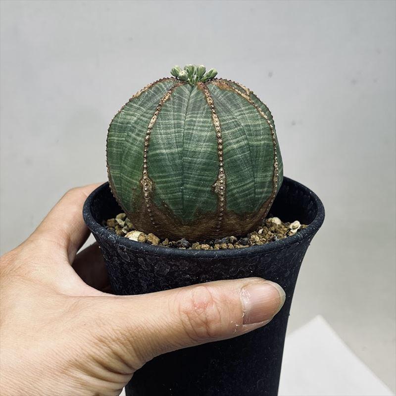 多肉植物：ユーフォルビア オベサ*幅6.5cm 現品！一品限り : 遊恵