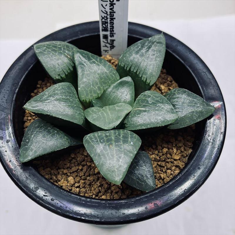 多肉植物：ハオルチア スプリング交配種 NWワイド*幅9.5cm 現品
