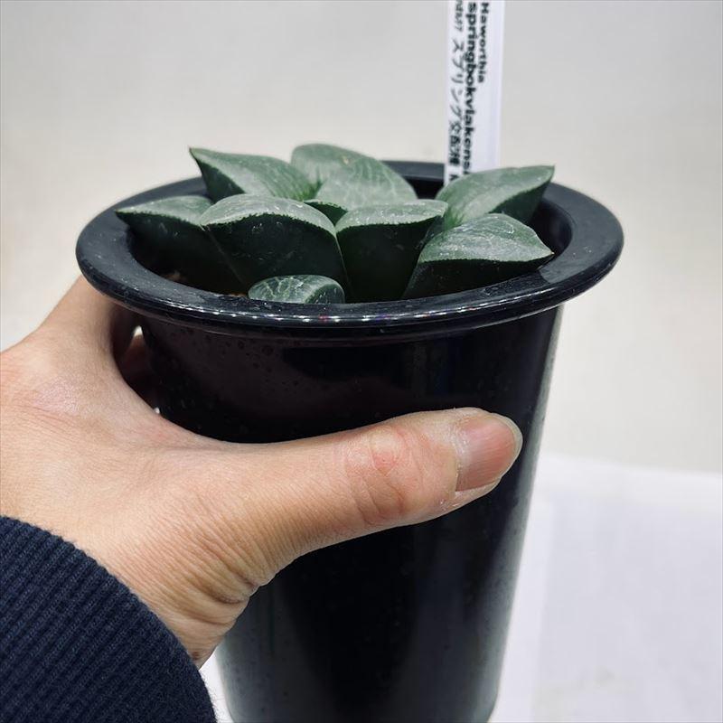多肉植物：ハオルチア スプリング交配種 NWワイド*幅9.5cm