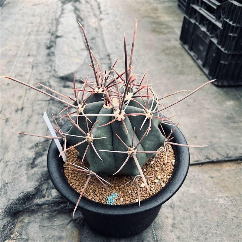 フェロカクタス　偉冠玉 サボテン：フェロカクタス 偉冠玉*幅12cm 現品！一品限り : 遊恵盆栽