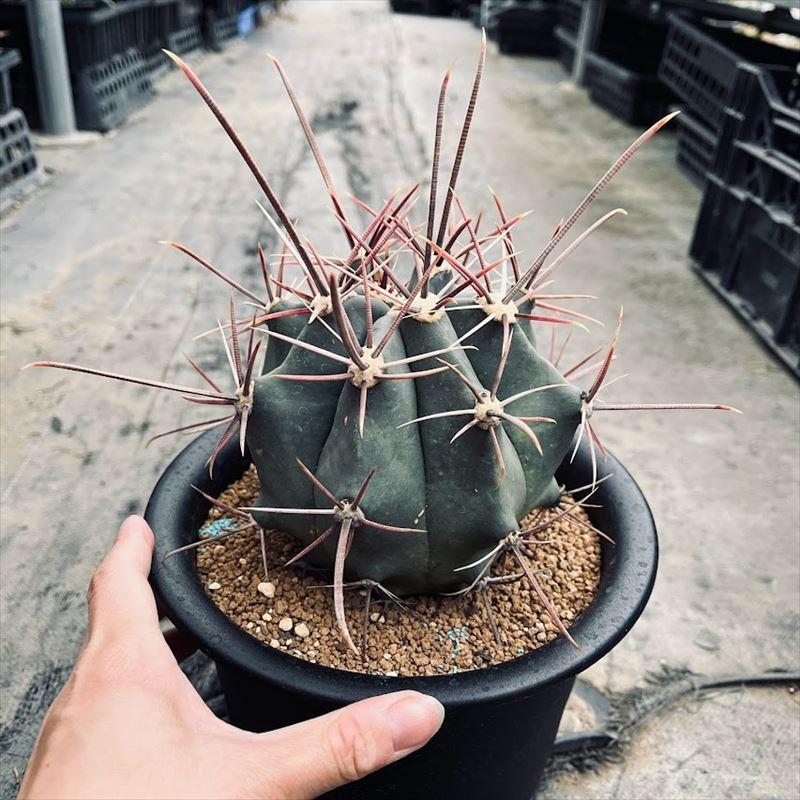 サボテン：フェロカクタス 偉冠玉*幅12cm 現品！一品限り : 遊恵盆栽