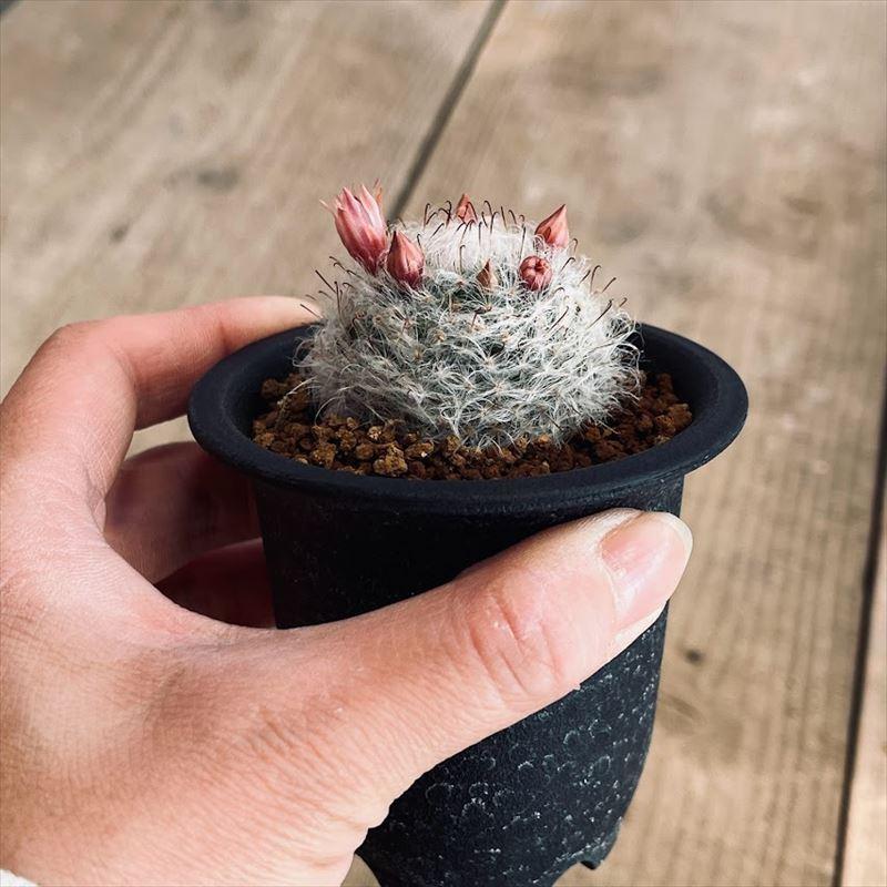 サボテン マミラリア 赤花高砂 S 幅3 5ｃｍ S165v 遊恵盆栽 Yahoo 店 通販 Yahoo ショッピング