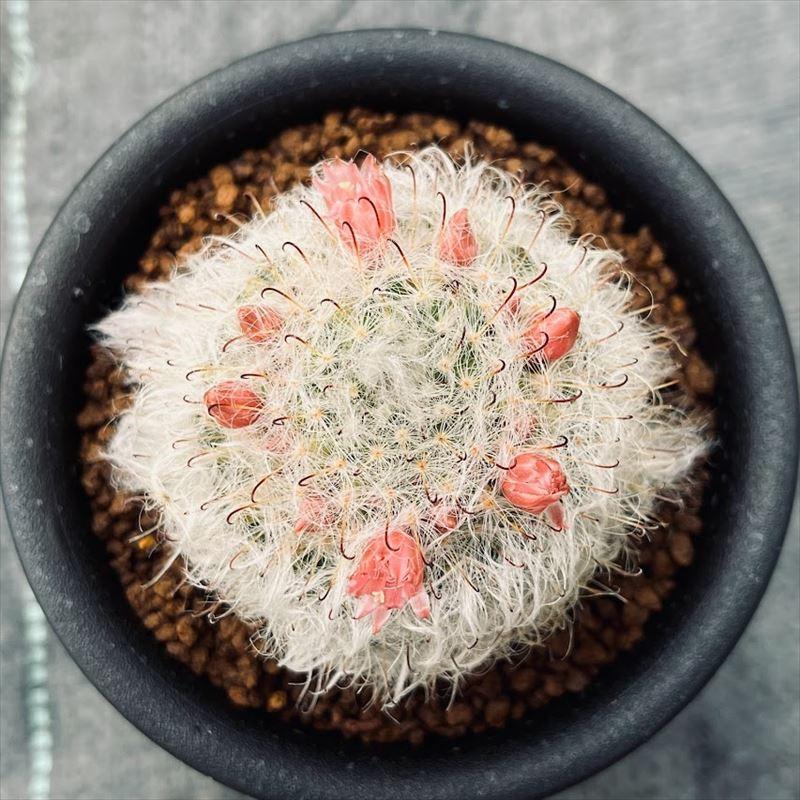 サボテン：マミラリア 赤花高砂*M 幅6cm : 遊恵盆栽 Yahoo!店 - 通販