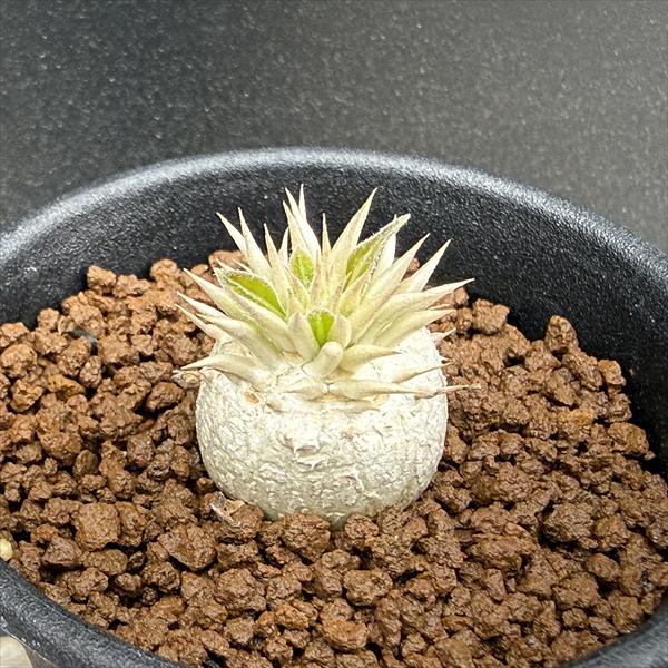 コーデックス：パキポディウム エブレネウム 実生*M 塊根幅2cm