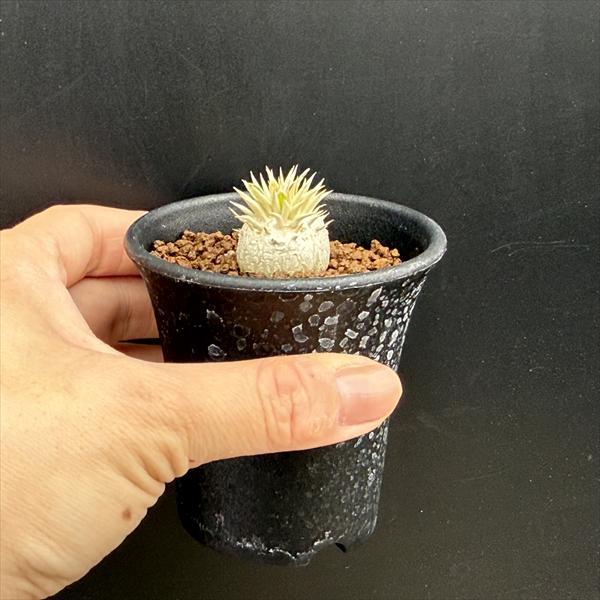 コーデックス：パキポディウム エブレネウム 実生*M 塊根幅2cm