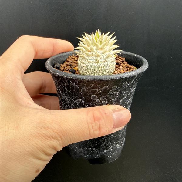 コーデックス：パキポディウム エブレネウム 実生*L 塊根幅3.5cm