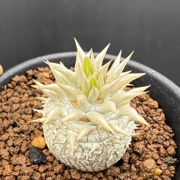 コーデックス：パキポディウム エブレネウム 実生*L 塊根幅3.5cm