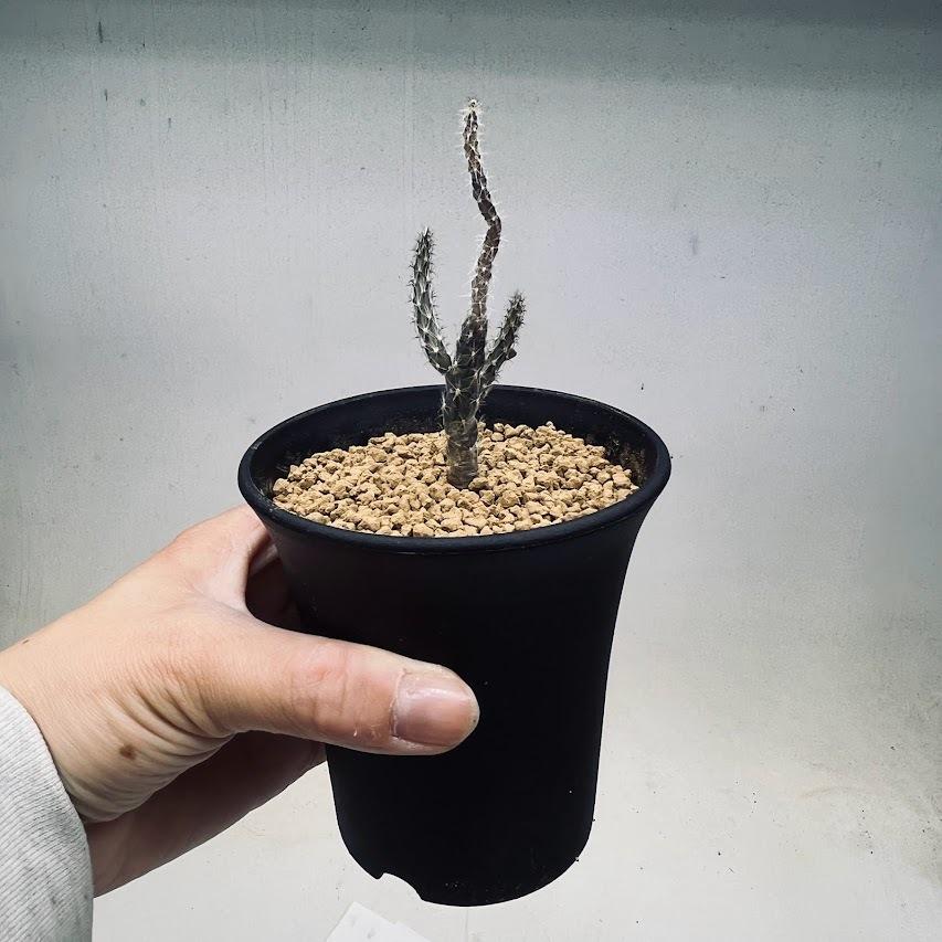 サボテン：プテロカクタス 黒竜*幅2cm 現品！一品限り : 遊恵盆栽