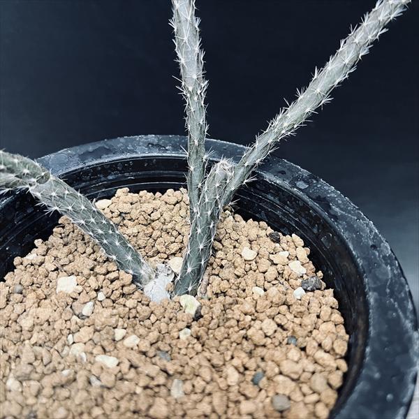 サボテン：プテロカクタス 黒竜*葉幅13cm 現品！一品限り : 遊恵盆栽