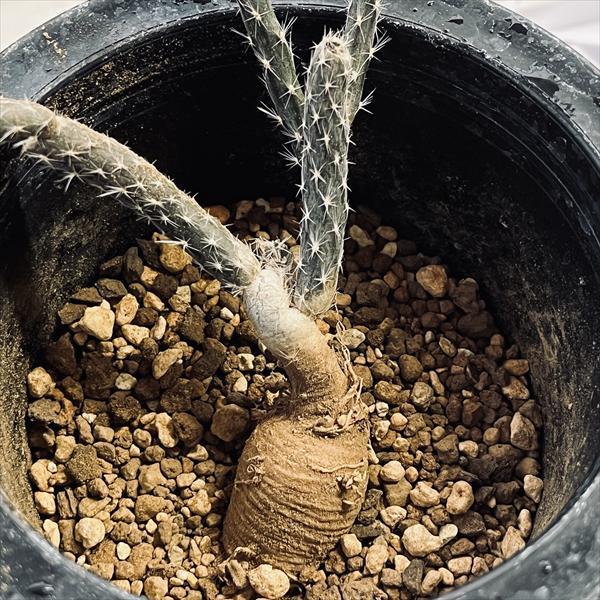 サボテン：プテロカクタス 黒竜*葉幅13cm 現品！一品限り : 遊恵盆栽