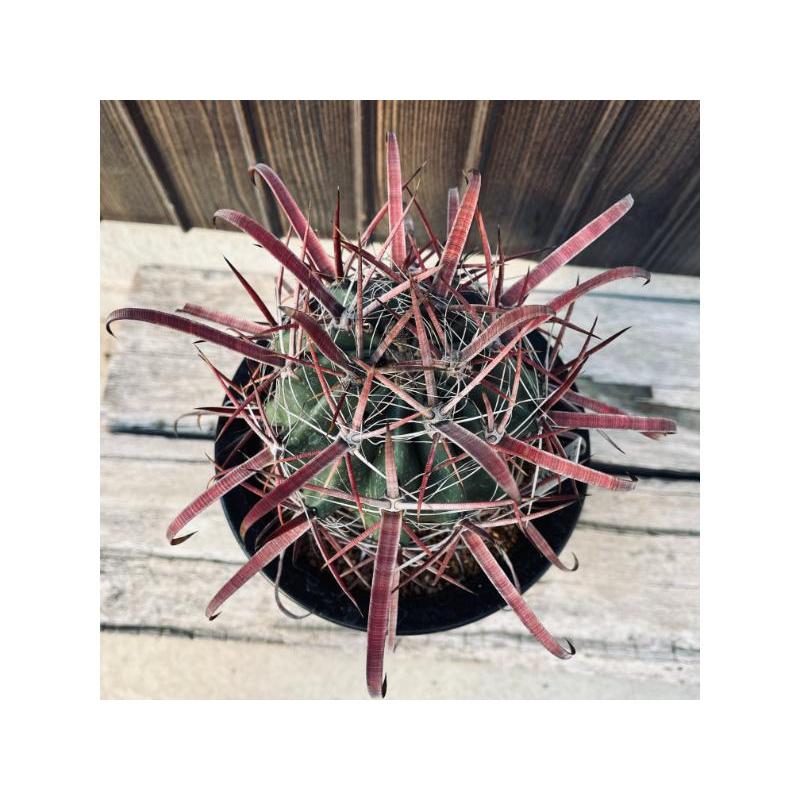 フェロカクタス　偉冠玉 サボテン：フェロカクタス 偉冠玉*幅12cm 現品！一品限り : 遊恵盆栽