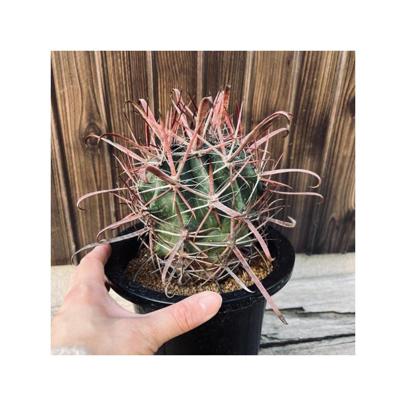 サボテン：フェロカクタス 神仙玉×偉冠玉*幅9cm 現品！一品限り