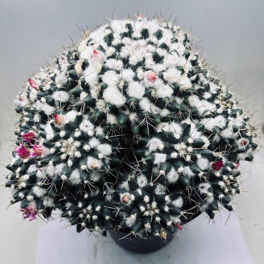 マミラリア　ブカレンシス　総柄　超極上斑 マミラリア ブカレンシス 総柄 超極上斑