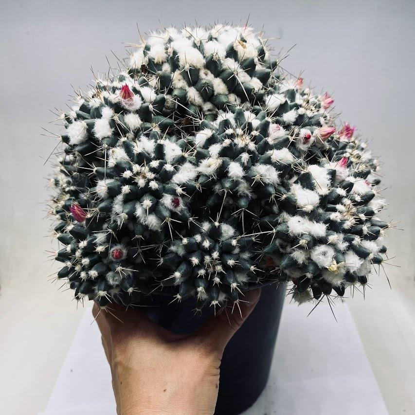 サボテン：マミラリア ブカレンシス 実生*幅24cm 現品 一品限り