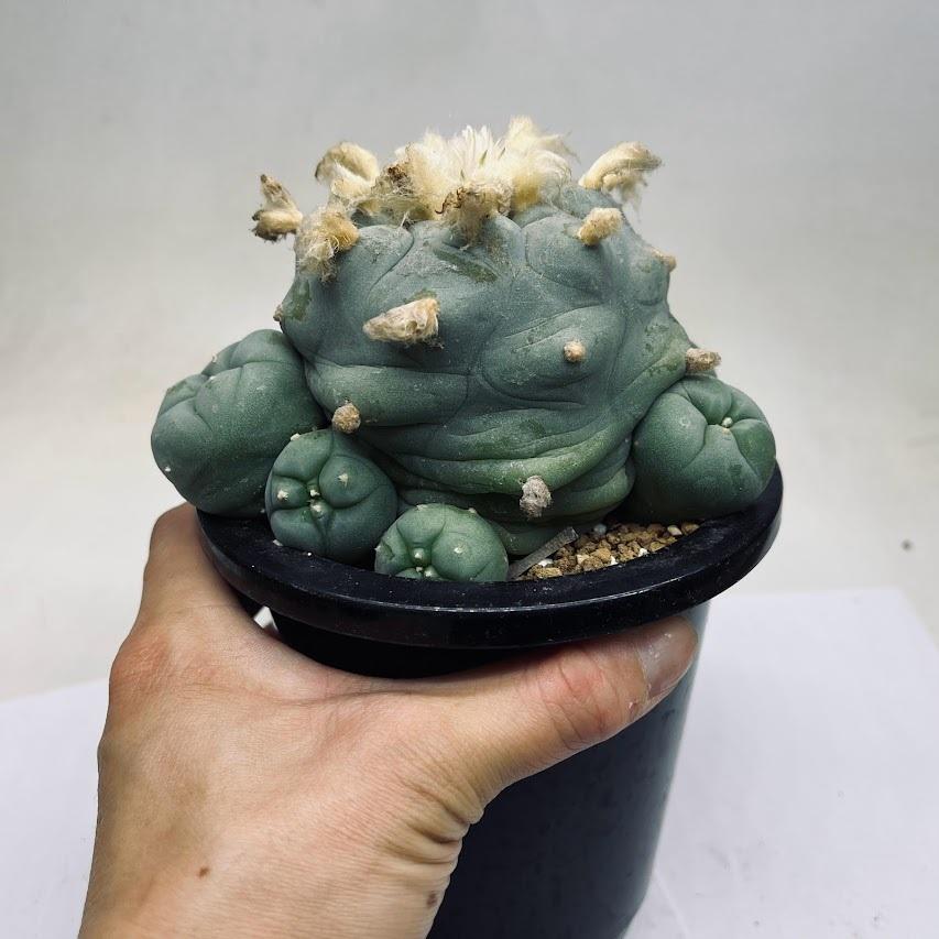 BIG!!サボテンコレクション・ロフォフォラ属・翠冠玉(群生株)inわけけのお店 サボテン：ロフォフォラ ディフューサ 翠冠玉*幅14cm 現品！一品限り