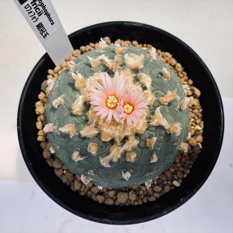 サボテン　ロホホラ　2株 サボテン：ロフォフォラ 銀冠玉（ぎんかんぎょく） 2.5号鉢植え