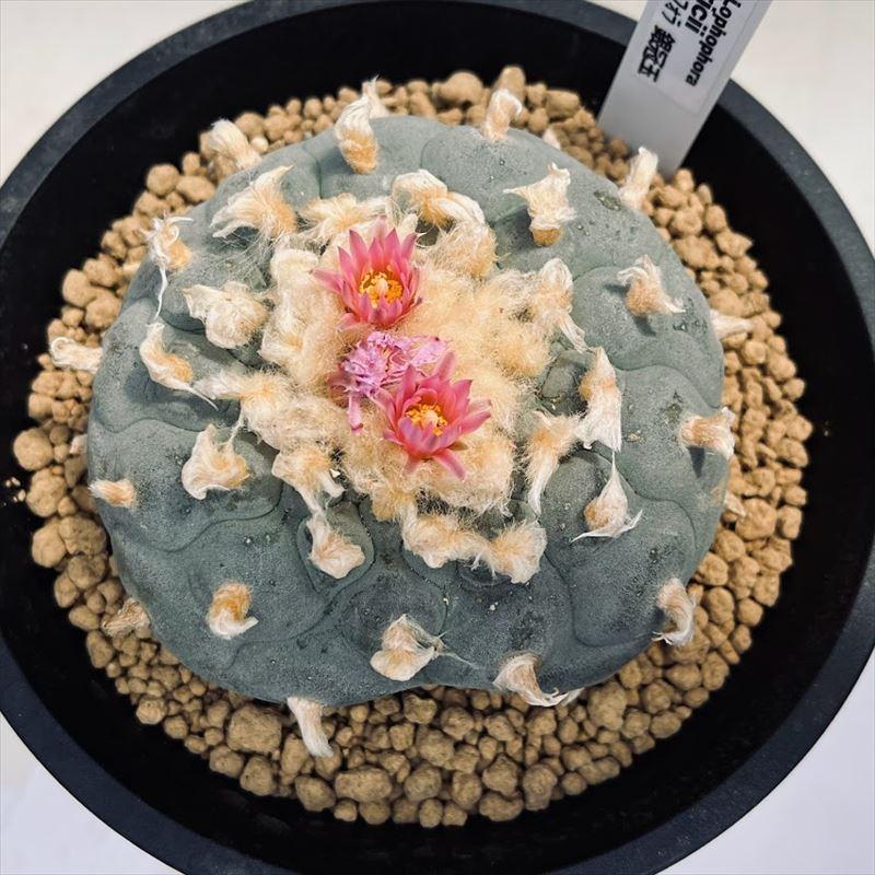 サボテン：ロフォフォラ 銀冠玉*幅9cm 現品！一品限り ※穴あり