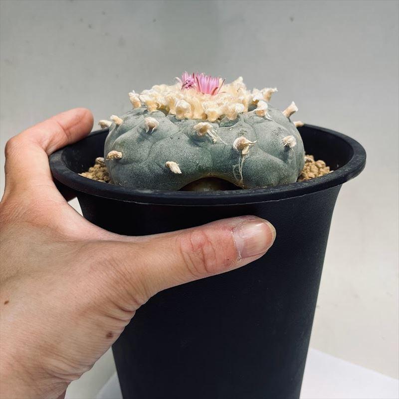サボテン：ロフォフォラ 銀冠玉*幅9cm 現品！一品限り ※穴あり