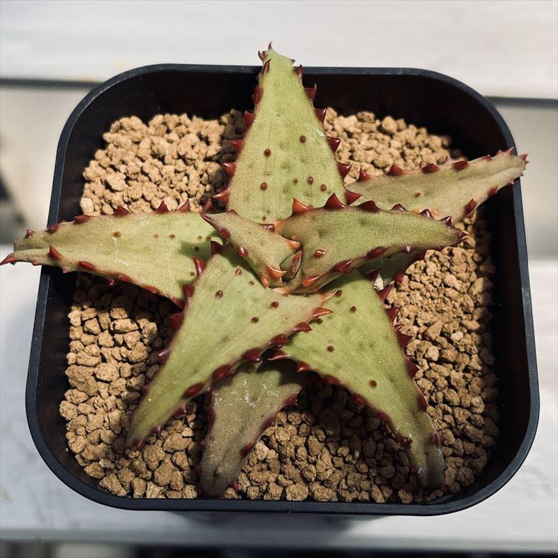 多肉植物：アロエ カスティロニアエ 実生*幅9cm : 遊恵盆栽 Yahoo!店
