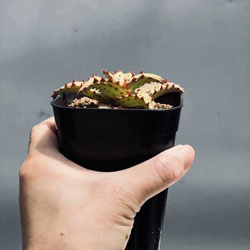 多肉植物：アロエ カスティロニアエ 実生*幅9cm : 遊恵盆栽 Yahoo!店
