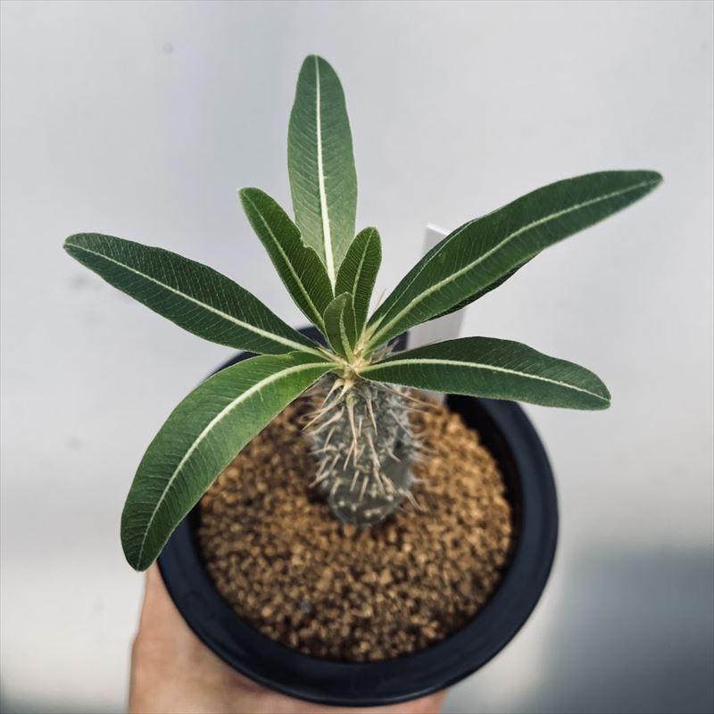 コーデックス：パキポディウム ロスラーツム 実生*塊根幅2.5cm