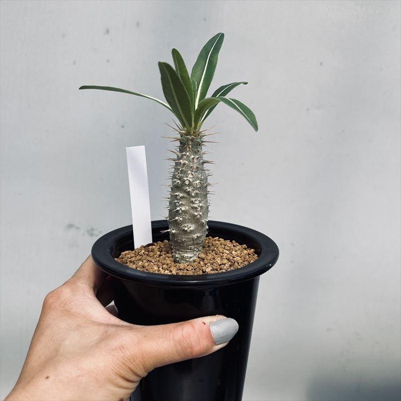 コーデックス：パキポディウム ロスラーツム 実生*塊根幅2.5cm