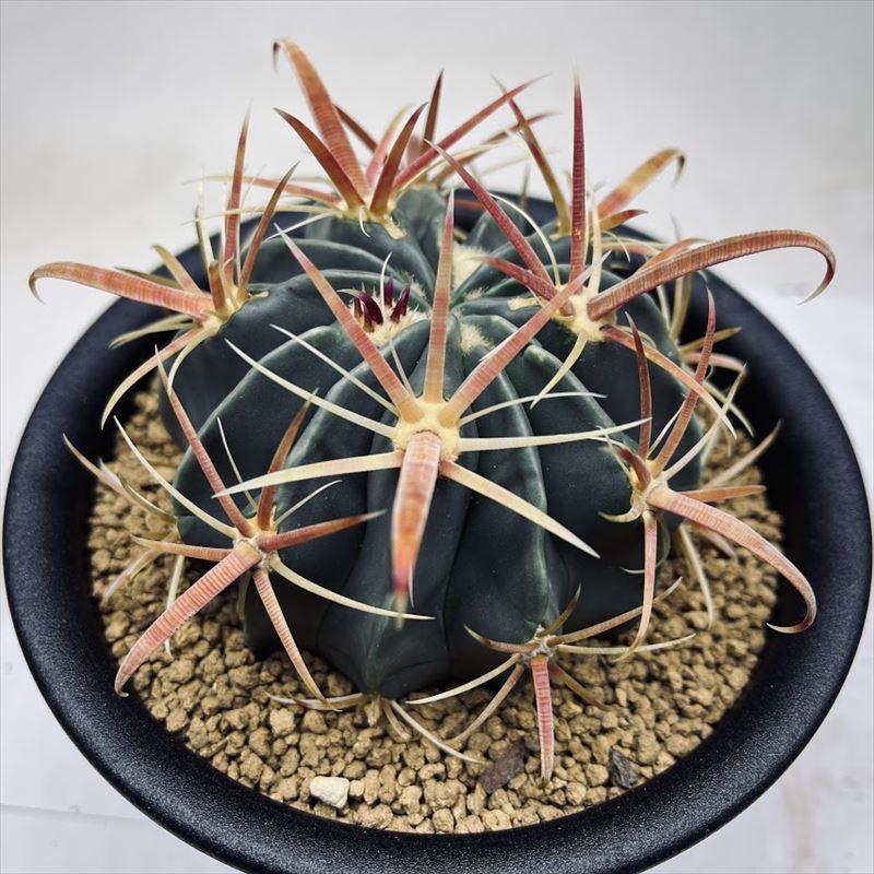 サボテン 日の出丸♡抜き苗(^○^) サボテン 日の出丸♡抜き苗(^○^)