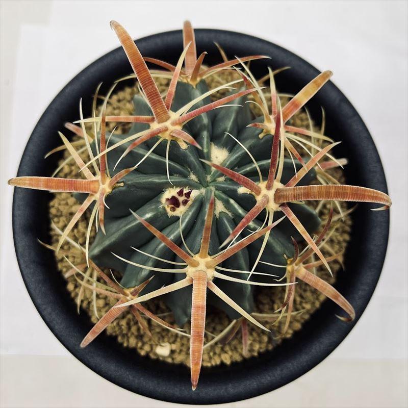 サボテン：フェロカクタス 日の出丸*L 幅8.5cm : 遊恵盆栽 Yahoo!店