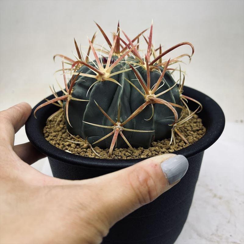 サボテン:フェロカクタス 日の出丸*L 幅8.5cm : 遊恵盆栽 サボテン:フェロカクタス 日の出丸*L 幅8.5cm : 遊恵盆栽