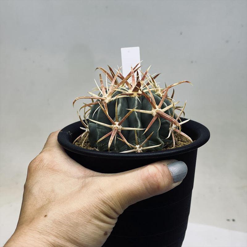 サボテン：フェロカクタス 日の出丸*S 幅6.5cm : 遊恵盆栽 Yahoo!店