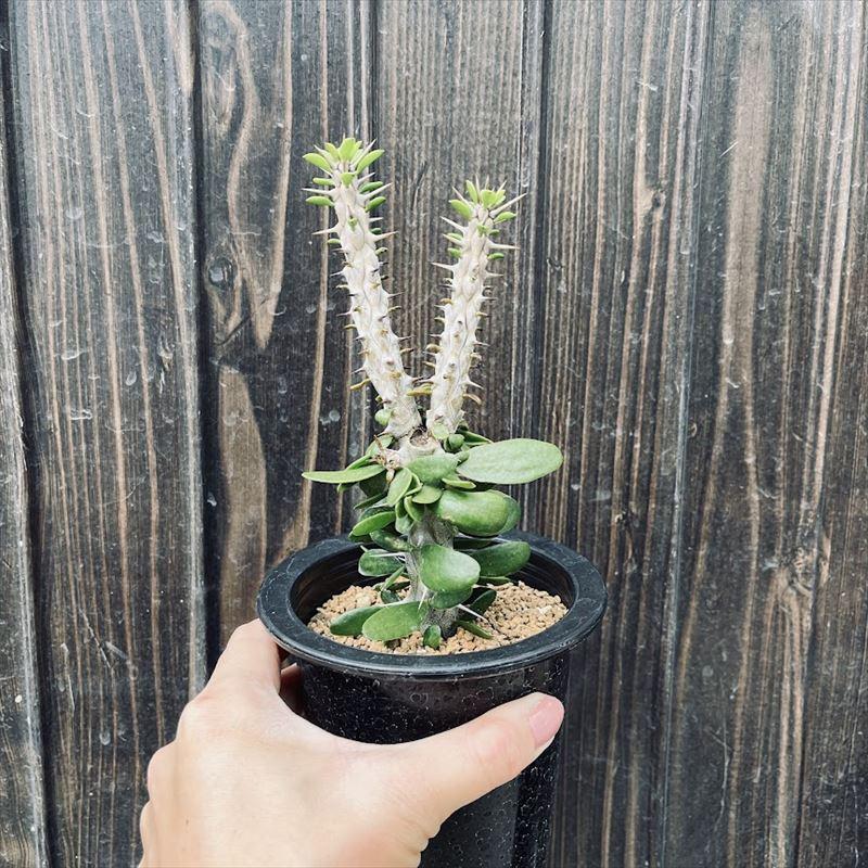 多肉植物：アローディア 亜竜木*葉幅6cm : 遊恵盆栽 Yahoo!店 - 通販