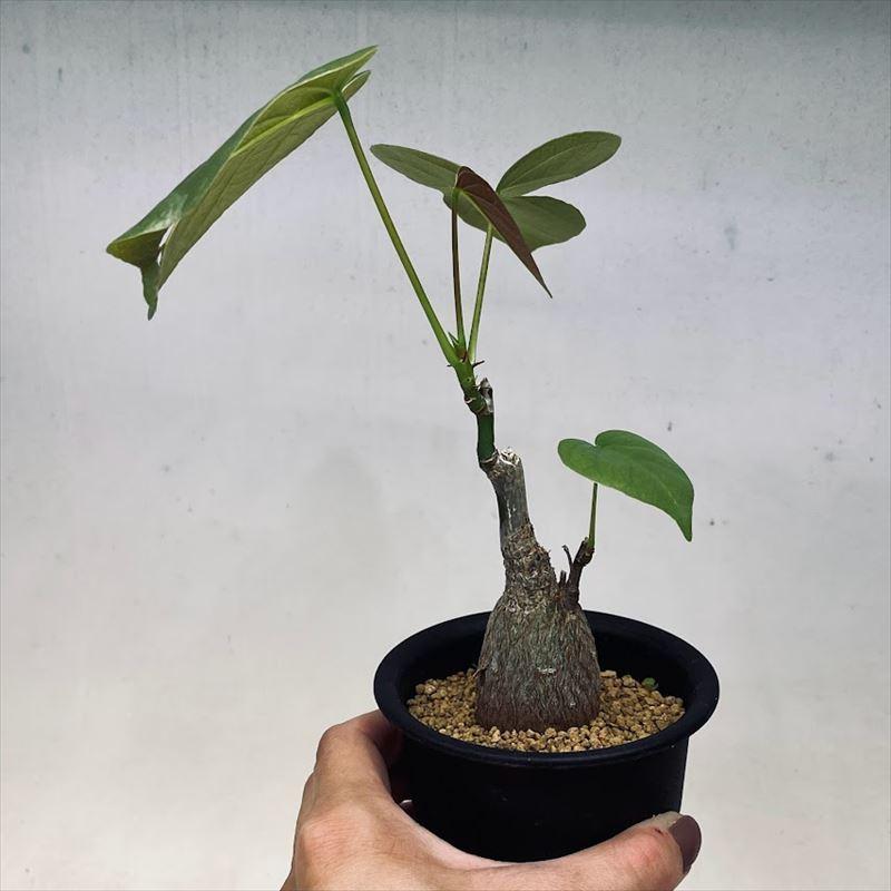 コーデックス：プセウド ボンバックス エリプティカム*塊根幅3.5cm