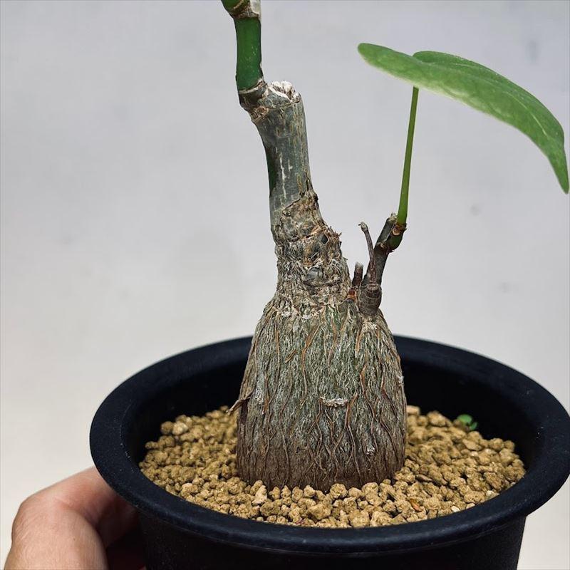 コーデックス：プセウド ボンバックス エリプティカム*塊根幅3.5cm