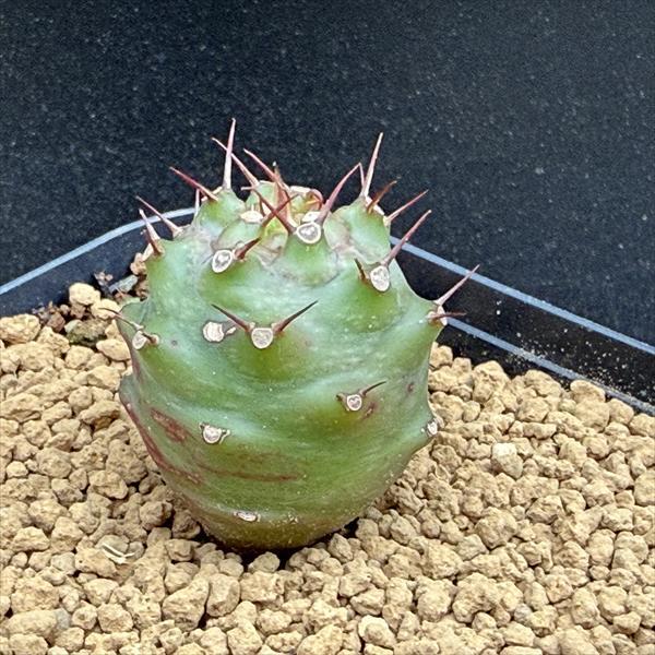 コーデックス：ユーフォルビア パキポディオイデス 実生*S 幹幅2.5cm