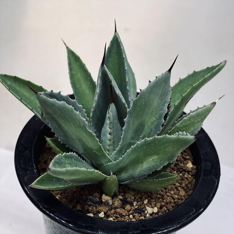 アガベシリーズ・ポタトラム・キュービックinわけけのお店 N アガベ